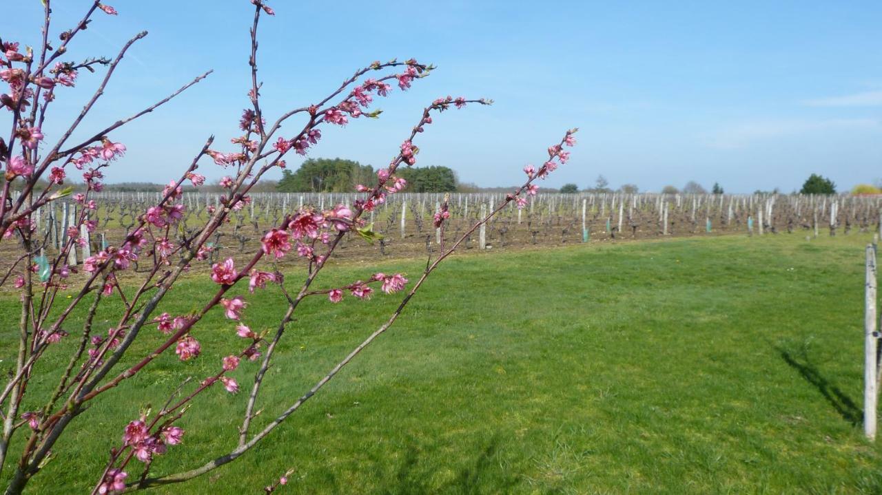 L'Ecrin Au Coeur Des Vignes Villa Saint-Georges-sur-Cher Luaran gambar